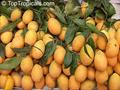 معرفی و راهنمای پرورش درختان میوه - گاندریا (انبه ماریان)